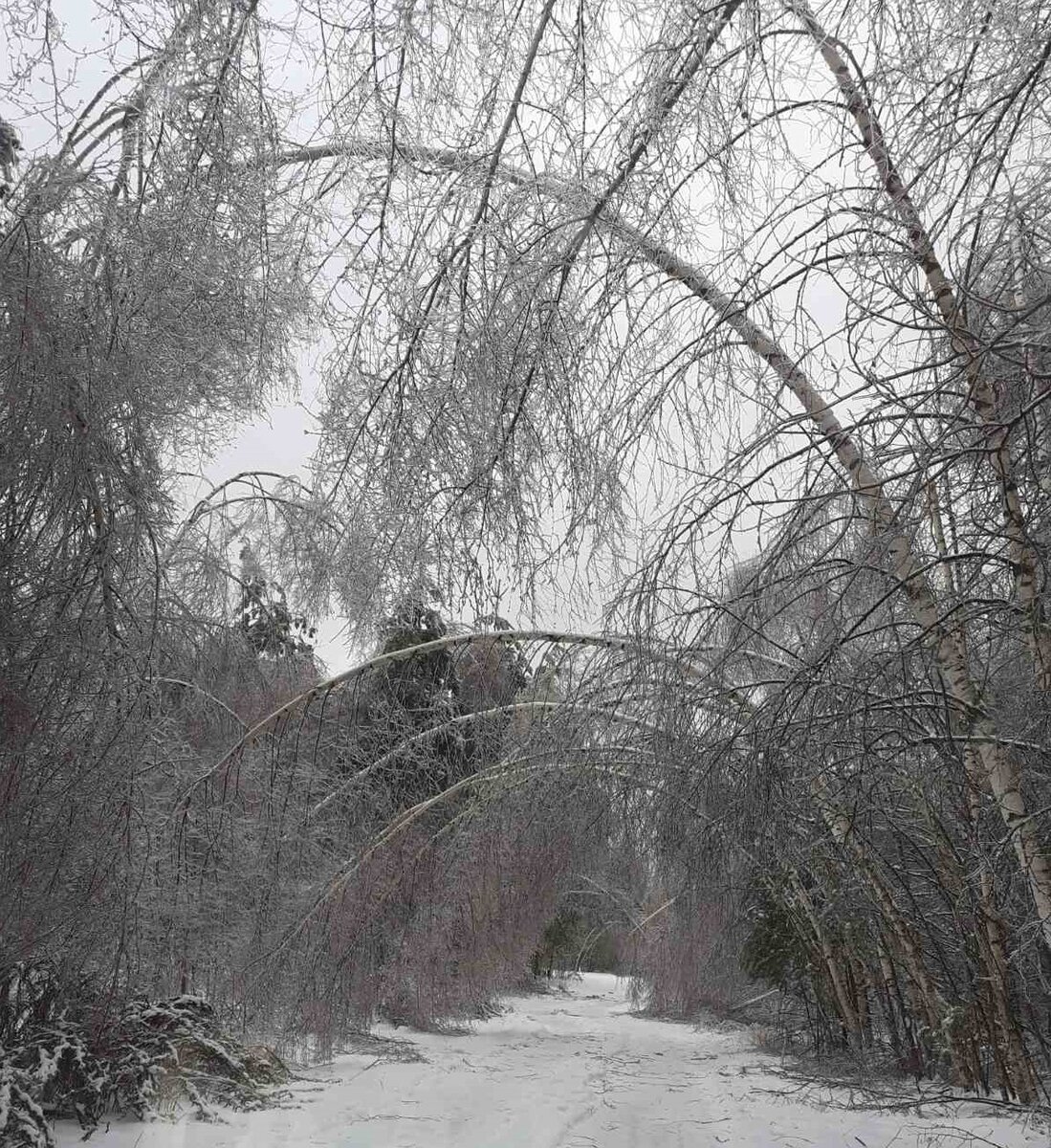 Последствия ледяного дождя.