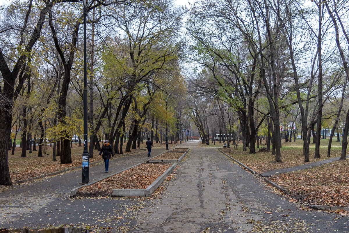 Боб амурский бул 9 фото