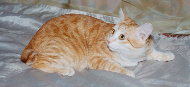 Добрый Молодец Уральский Самоцвет, по кодировке тех лет — ny 24, черный золотой пятнистый