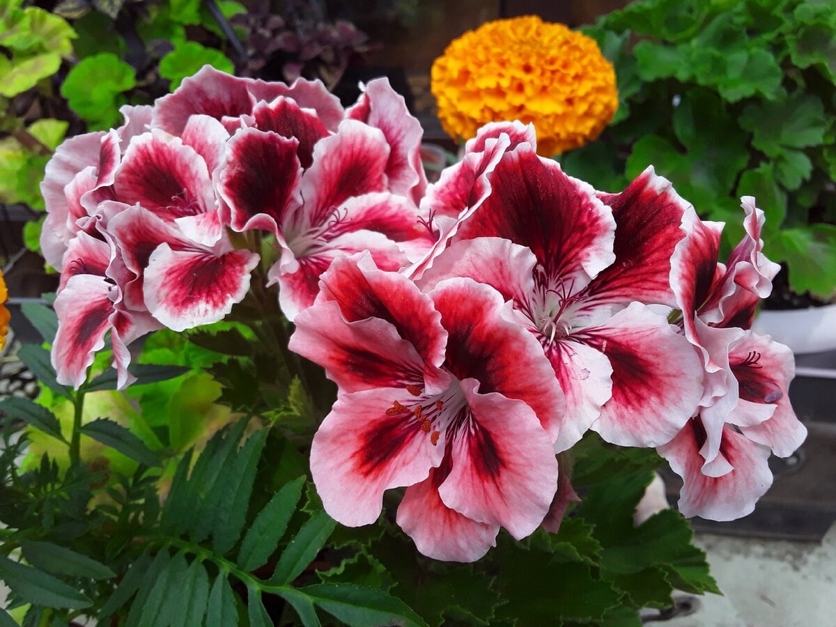Королевская пеларгония PAC Candy Flowers Strawberry Cream