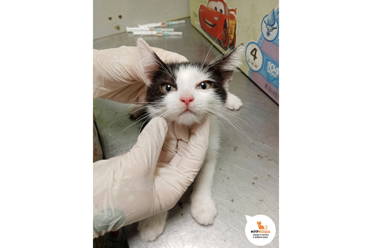 Астрочка после спасения из кваритры.