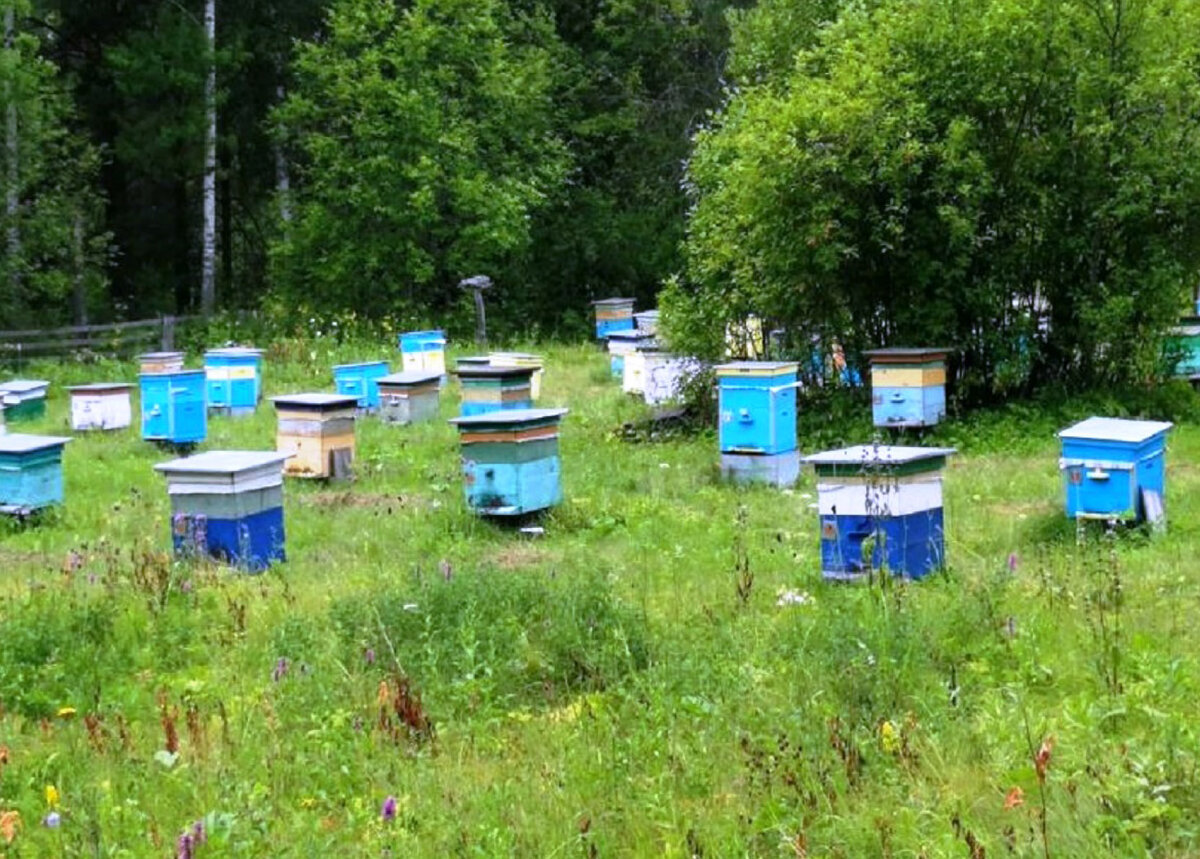 Купить пчел мордовия