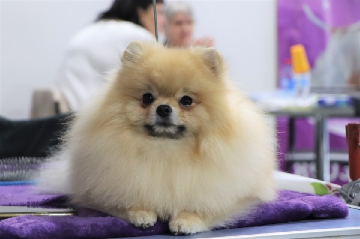    Хирург-онколог ветклиники Перми рассказала о спасении животных в Мариуполе