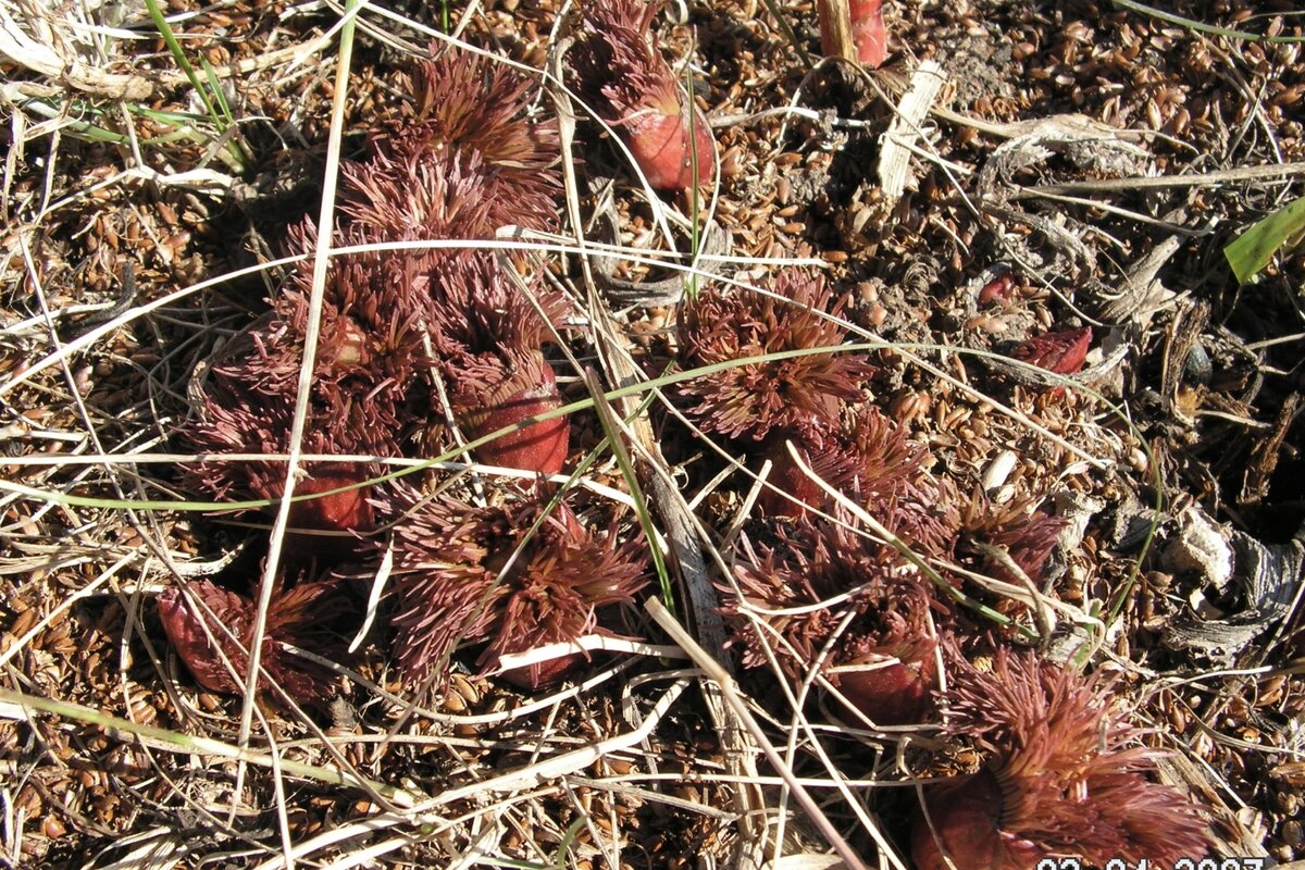 Фото автора из личного сада.