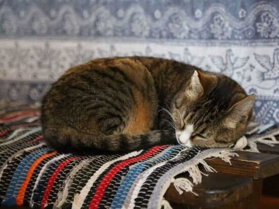     Фото: пресс-служба Изборского музея-заповедника