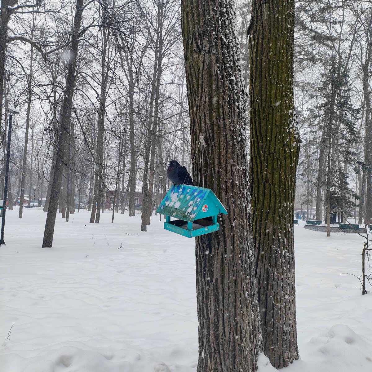Голубь в парке