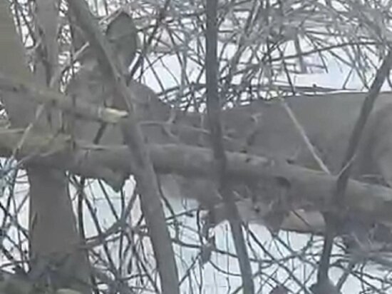     Скрин видео Владимира Жипы