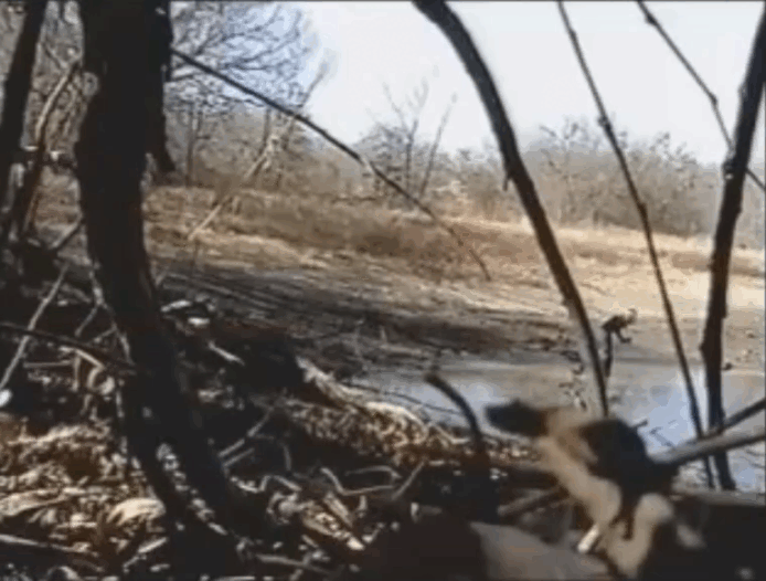 Кадры из видео, где Дарлин Джентри ищет револьвер в пруду