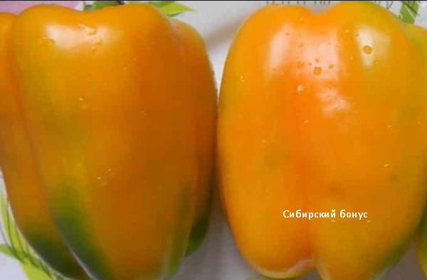Перец сладкий Сибирский бонус. Скрин фото автора