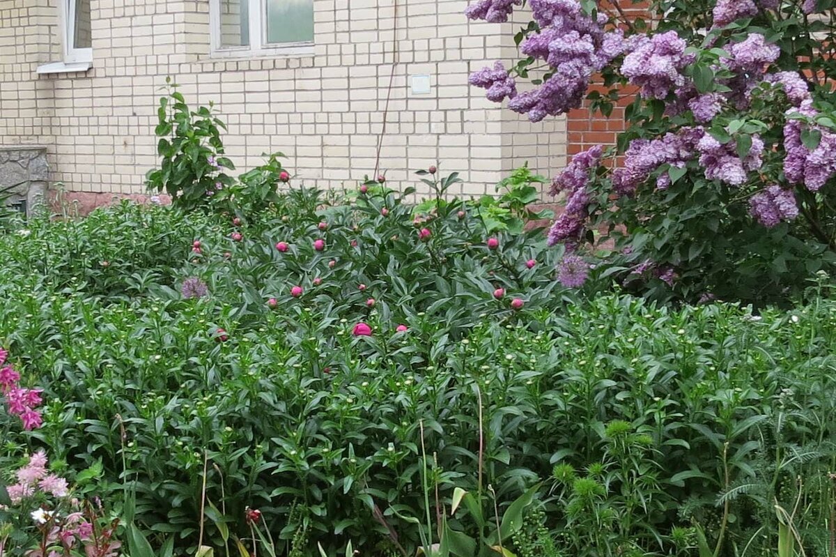 17.06.2022. Пионы "Сара Бернар" набирают свою мощь.