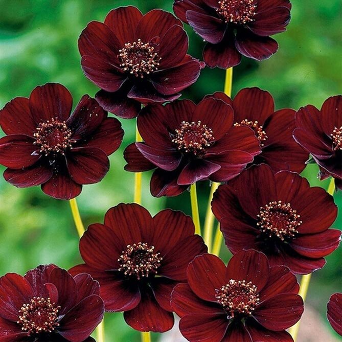 Бархатные цветы космеи