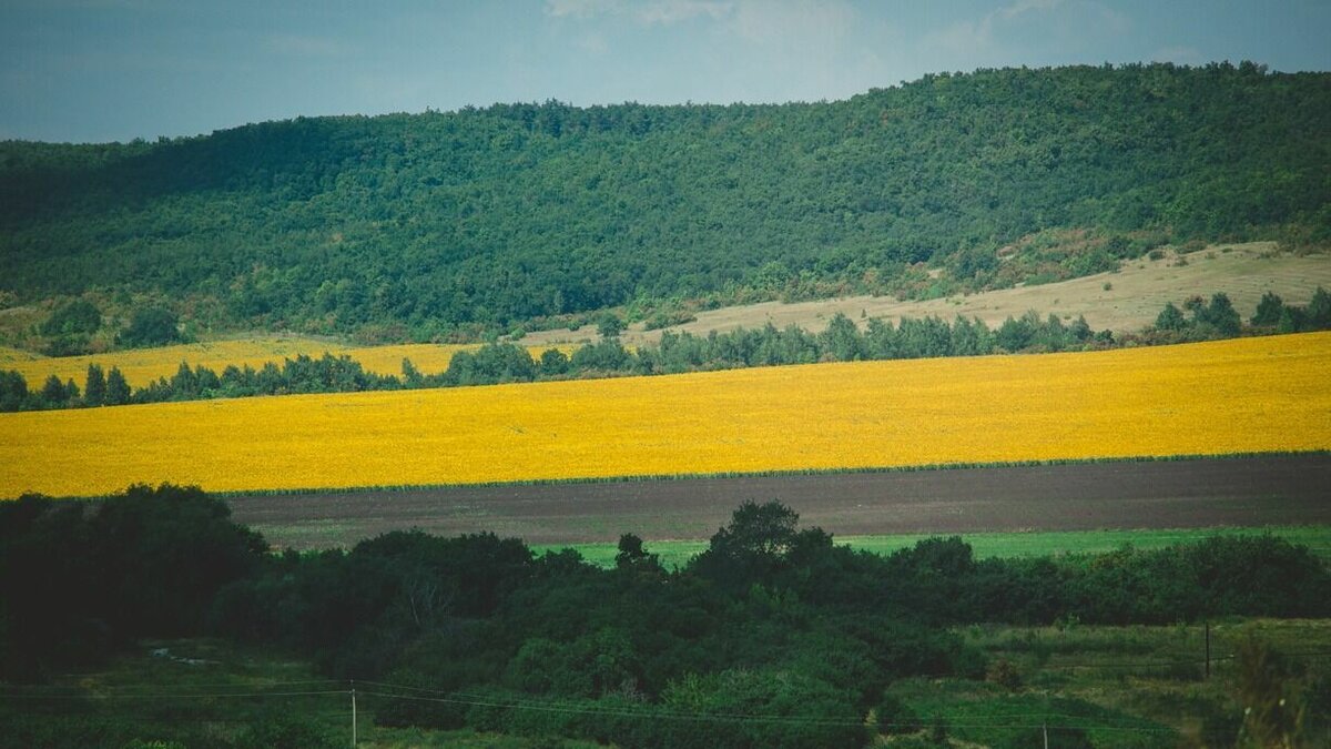     Приморец, участник специальной военной операции, записал видеообращение, в котором просит губернатора Олега Кожемяко защитить фермерское хозяйство его семьи от рейдерского захвата.