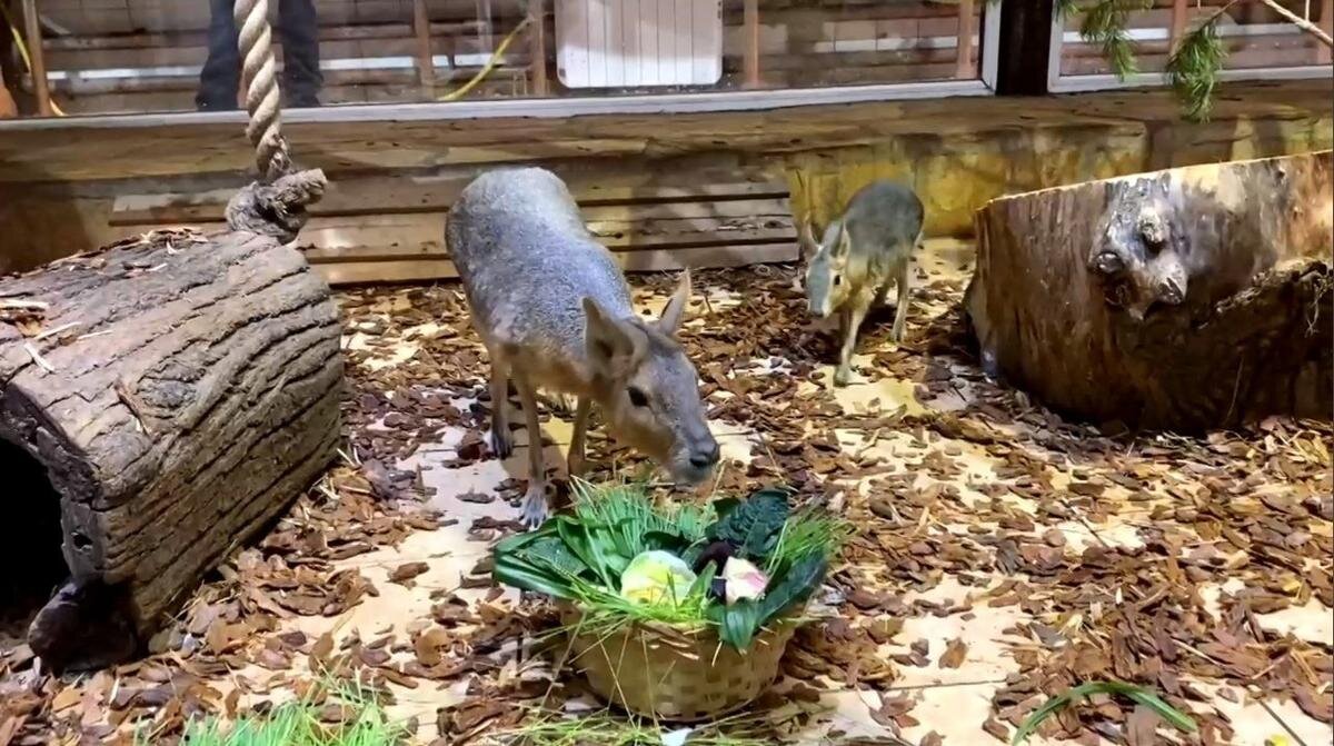 Скриншот: пресс-служба Ленинградского зоопарка