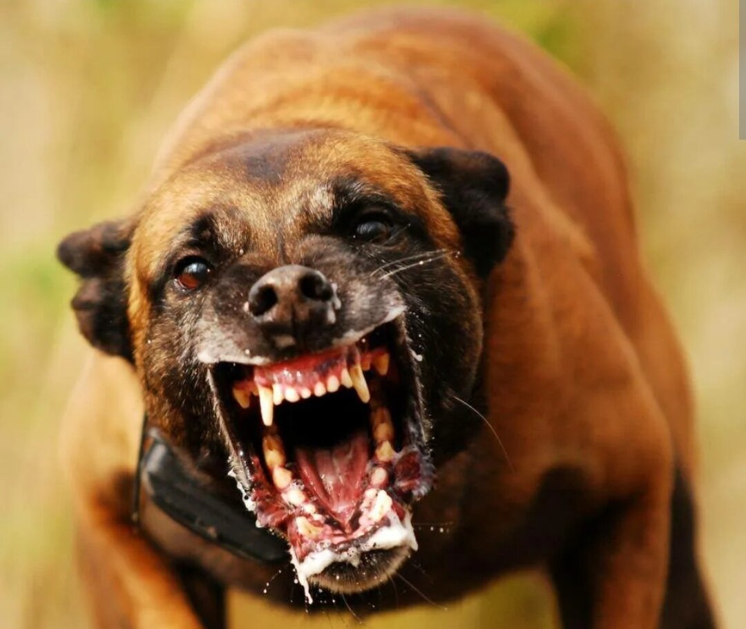 самая агрессивная в мире собака фото