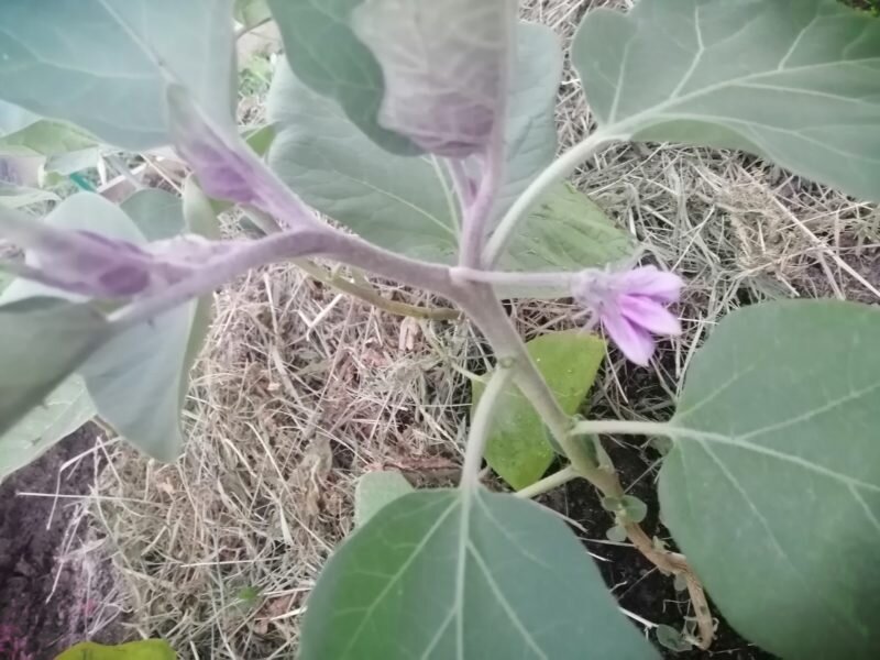 Опадает завязь баклажан. Завязь баклажана. Баклажаны в теплице. У баклажана странный плод. Как пасынковать баклажаны.