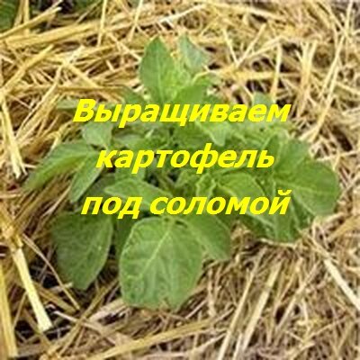 как выращивать картофель под соломой