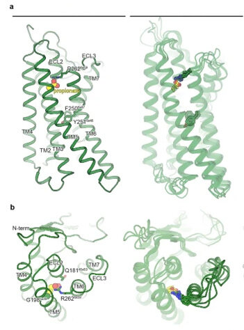 Слева — изображение рецептора OR51E2, который уловил пропионат, полученное с помощью криоэлектронного микроскопа (a — общий вид, b — приближение), справа — компьютерная симуляция Инфографика: © Springer Nature