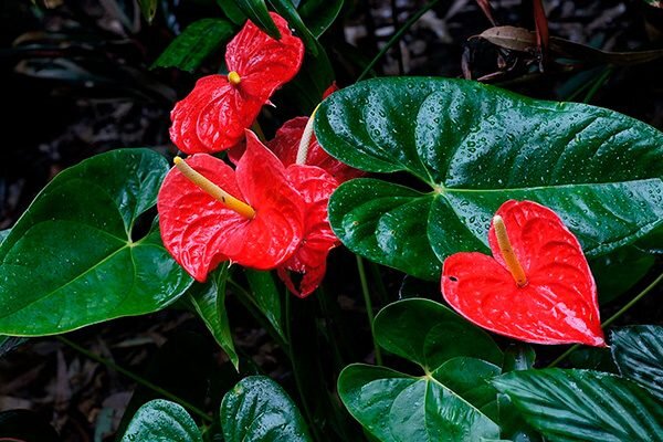 Антуриум / Anthurium