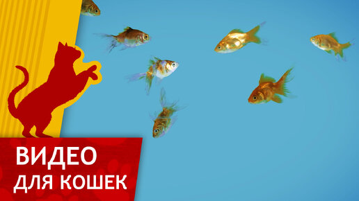 Видео для Кошек - Золотые рыбки в аквариуме (Развлеки своего кота)