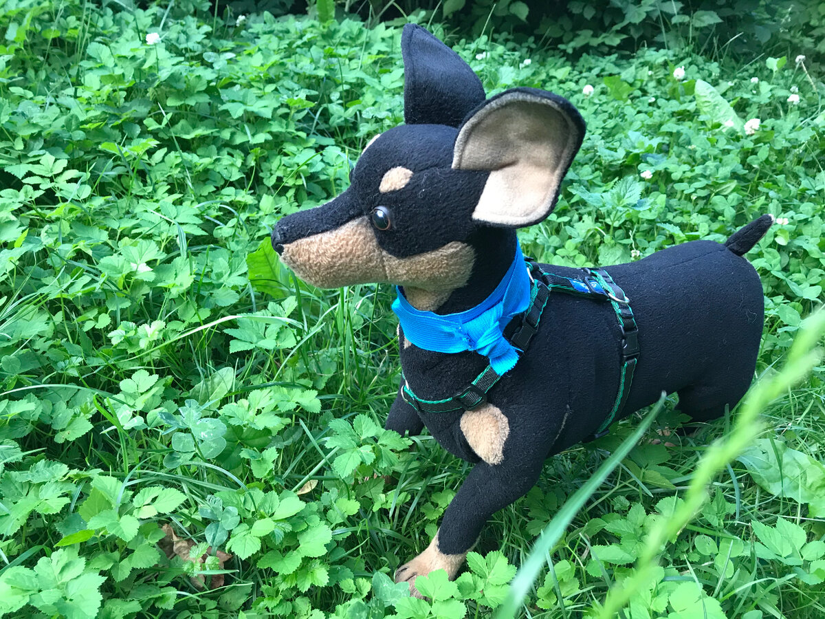 Эластичная лента на шее может многое изменить в позе и поведении вашей собаки