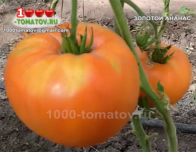 Томат Золотой ананас Golden Pineapple  фото 1