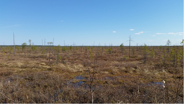 Рис. 2. Бескрайние болота окружают Чаронду. Фото: Евгений Shel.
