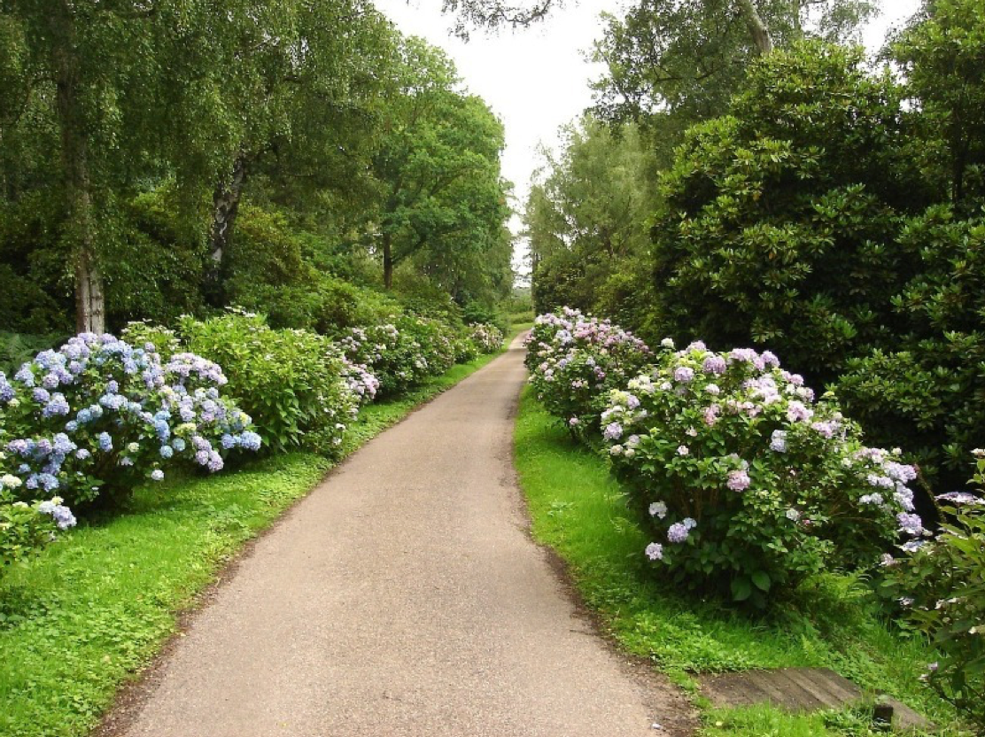 Гортензия Петит Чери (Hydrangea pan. ‘Petite Cherry’)