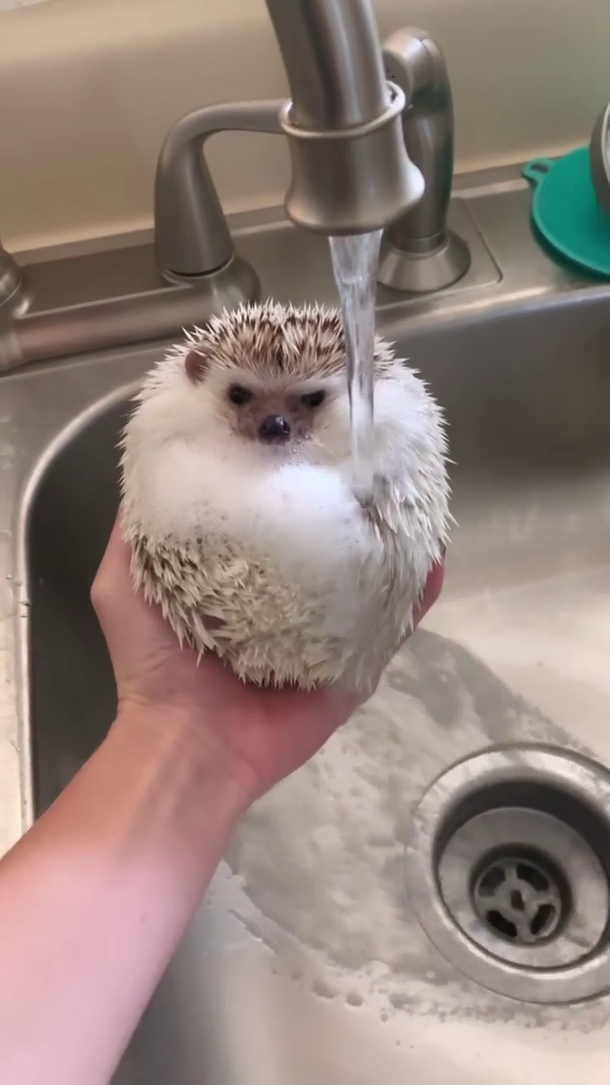 Мытьё ёжика. 