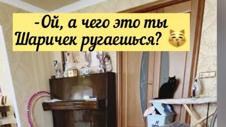 Подшутить решила Фрея над стареньким Криской, но не тут то было 😼 Отчитал нахалку по всей строгости, а Зара добавила 😼