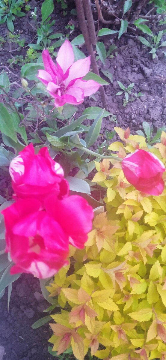 Спирея, тюльпан и клематис в одном флаконе. Фото автора