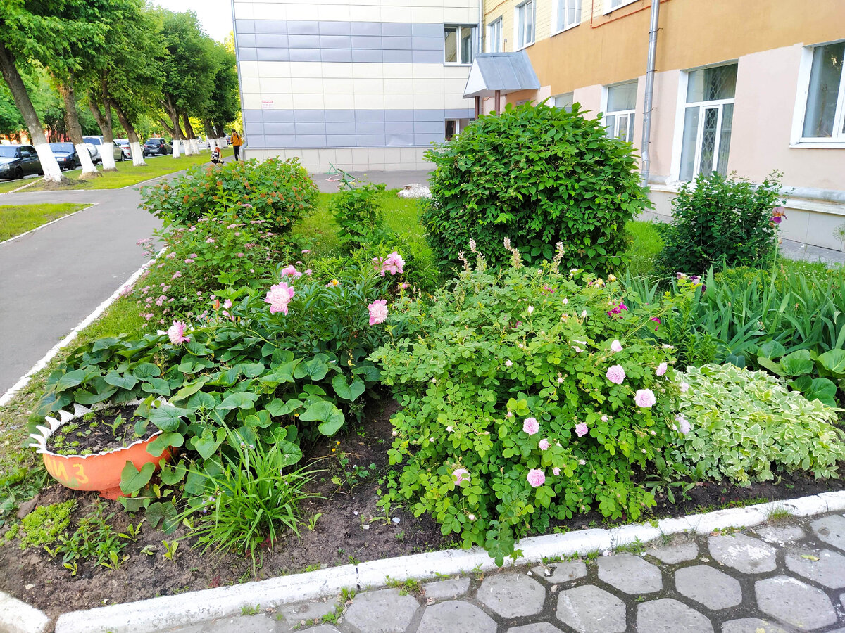 Вид слева от входа. Самый крупный шар позади – это чубушник. А впереди роза, сныть, бруннера, пионы, ирисы. По краю газона уходят вдаль спирея, пузыреплодник.