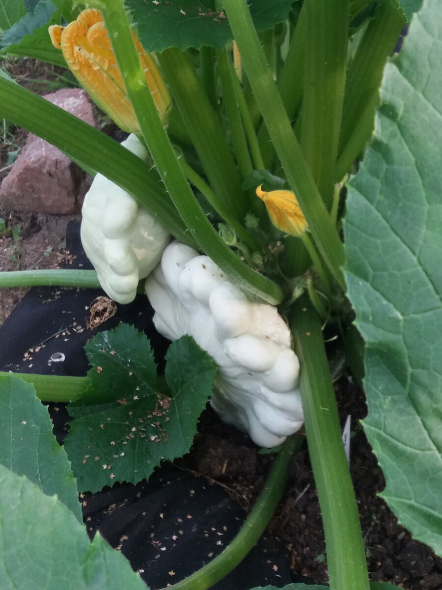 Прием против крота или как сделать высокую, "слоёную" грядку ...