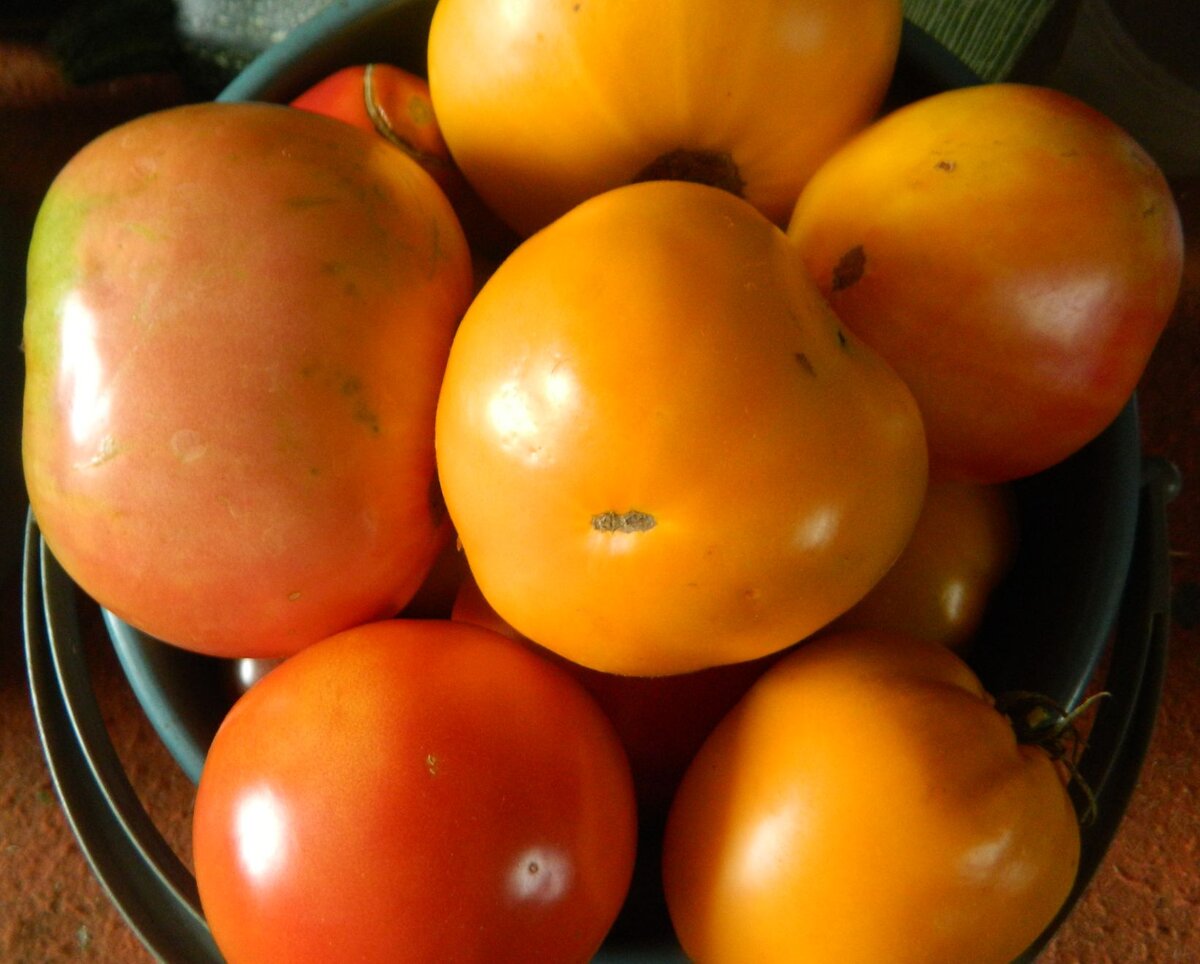 Недавно мы публиковали материал о пасынковании томатов, сегодня продолжим эту тему.  Пасынкование разных сортов томатов Высокорослые сорта (индетерминантные томаты) чаще всего выращивают в 2 стебля.