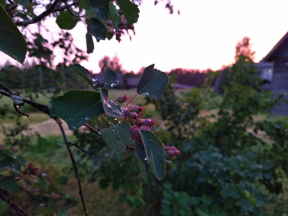 Капельки росы.