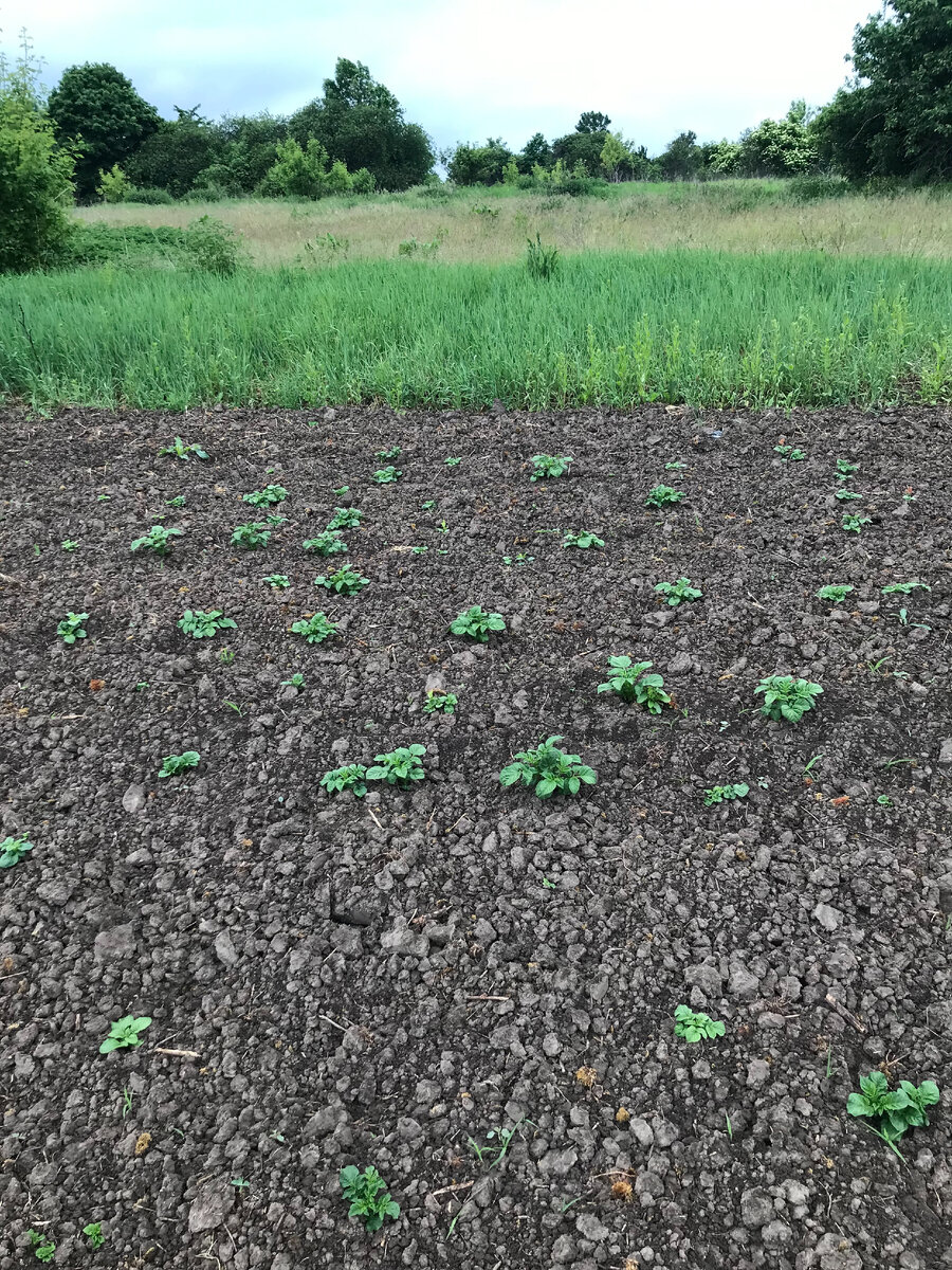 Картофан две недели назад