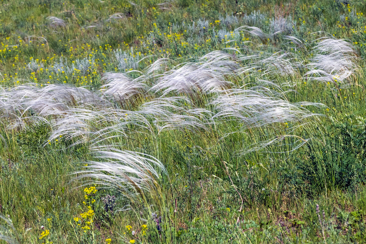 Ковыль в тундре. Ковыль Залесского Stipa Zalesskii. Ковыль Залесского - Stipa Zalesskii Wilensky. Ковыль Залесского Аркаим. Ковыль Залесского в Алтайском заповеднике.