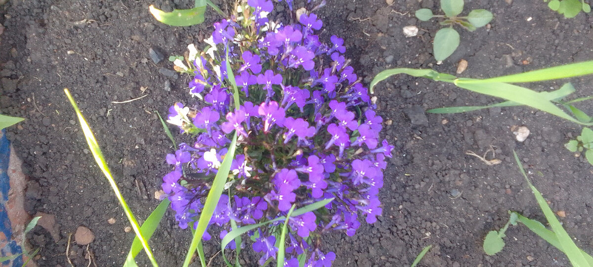 Цветы такие интересные у дяди. 