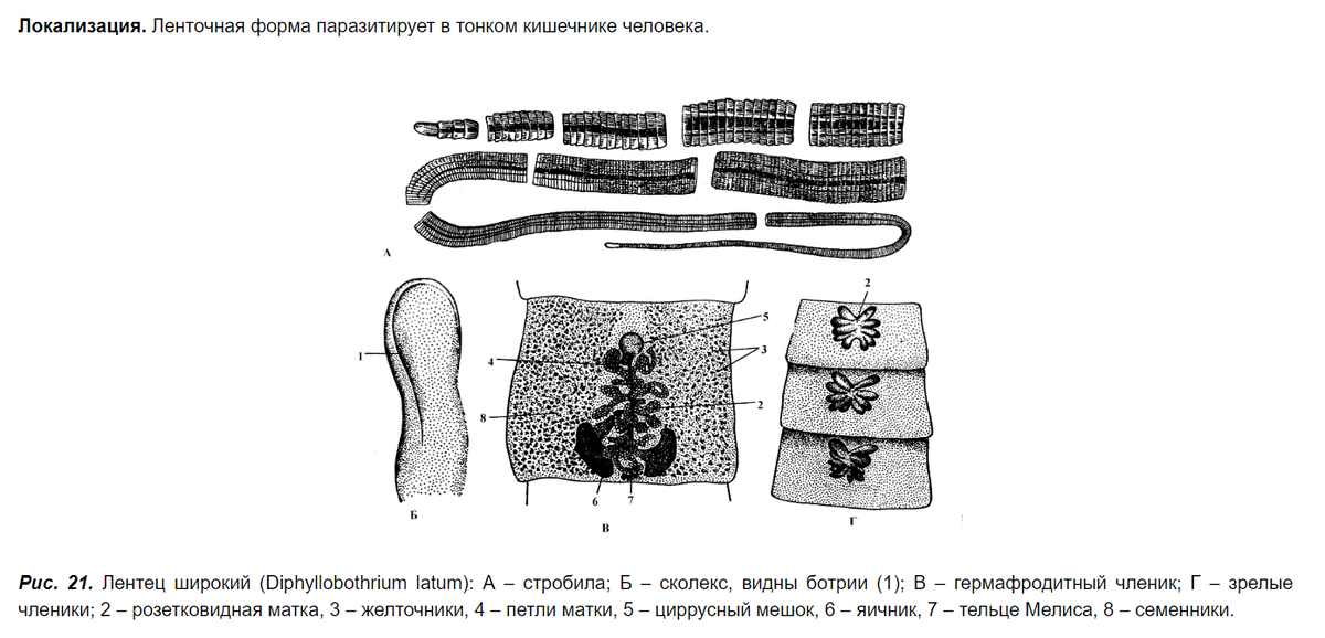 Личинки широкого лентеца