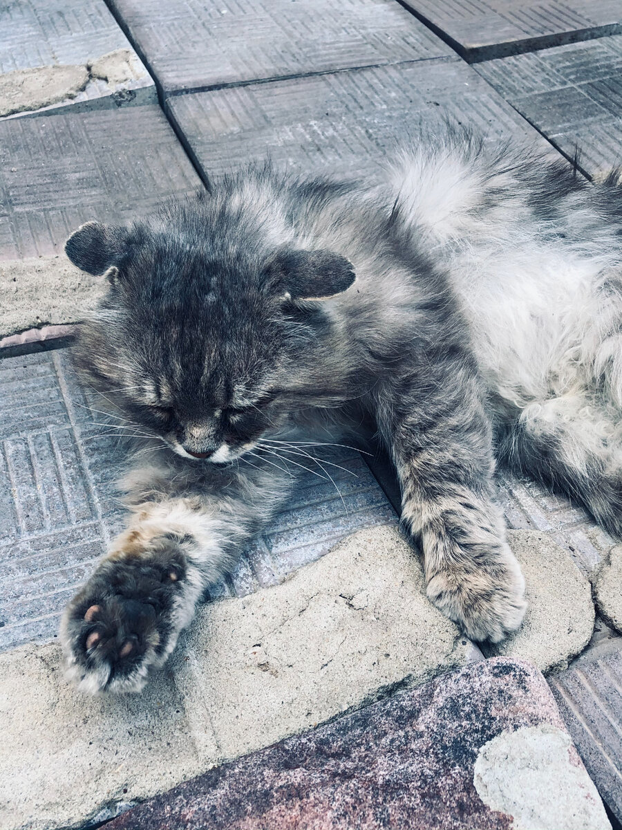 Бедный котик картинки