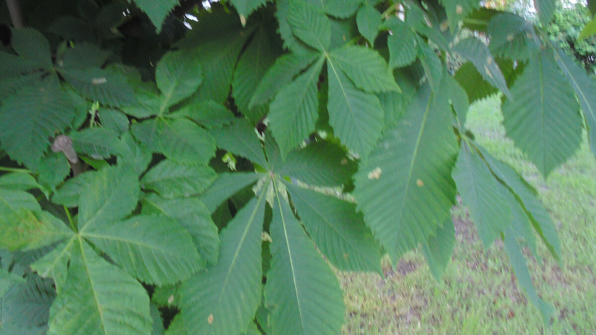 Что увидели на фото разные группы людей? Можно делать опрос. Профессиональный фотограф возмутится от отсутствия резкости, садовник увидит плохой газон, травник следы липы на листьях каштана, а обычный горожанин просто зеленый фон. Фото автора