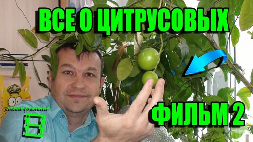 ВСЕ О ВЫРАЩИВАНИИ ЛИМОНА, МАНДАРИНА В ДОМАШНИХ УСЛОВИЯХ ФИЛЬМ 2. ГРУНТ. ПЕРЕСАДКА. ОСЕНЬ-ВЕСНА