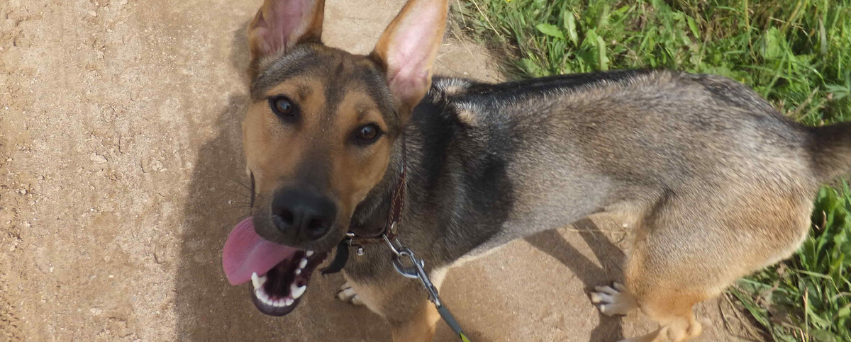 Ластик идет кататься на электричке