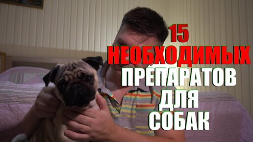 15 необходимых препаратов в аптечке для собак.