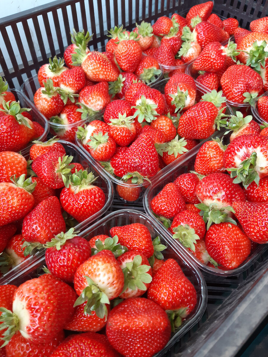 Сорт Сан-Андреас