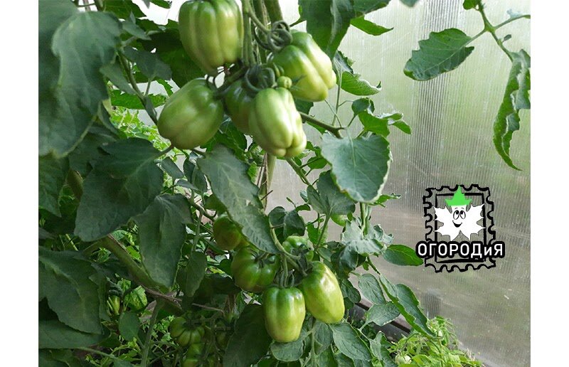 Томат Флорентийская красавица, было 2 стебля, сейчас четыре, раздвоились