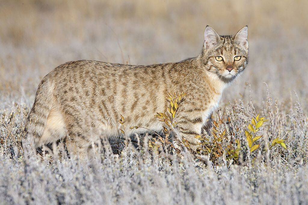 Степной кот. Один из редчайших видов кошачих.Яндекс.Картинки