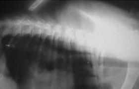 Слева - На фото опухоль яичника, вызвавшая асцит.
В центре - Асцит, вызванный хондросаркомой в грудной полости у лабрадора.
Справа - После удаления пораженного легкого жидкость из брюшной полости полностью рассосалась.