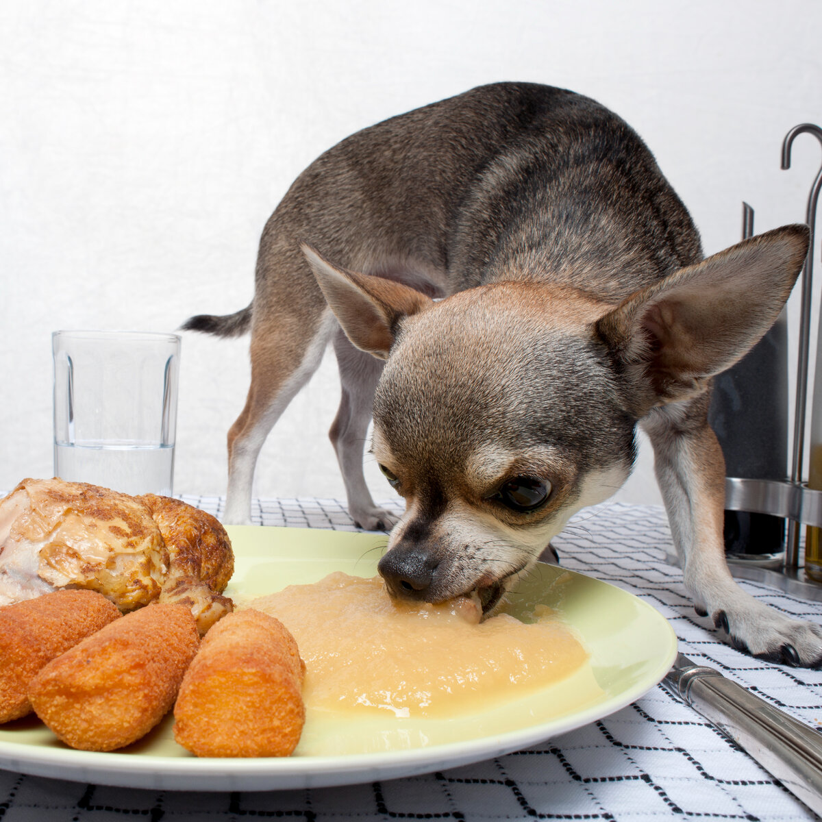 Не знал что поставить, поэтому будем смотреть как кушает чихуа хуа. 