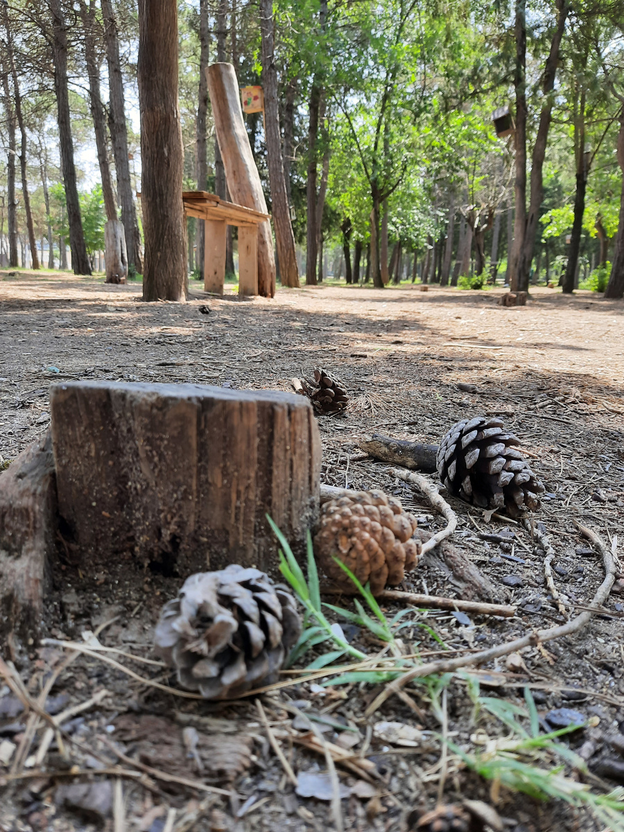 Возможно, вы не знали что обычные шишки которые мы встречаем практически каждый день настолько полезны! В их состав входят: железо, магний, каротин и ароматические соединения. На практике способность  шишек- убивать бактерии и вирусы и оказывать общеукрепляющее воздействие  на организм!