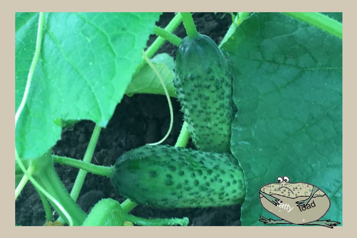 Фото автора. Мой любимый размер!